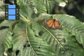 Scene 98_Danaus plexippus megalippe on leaf